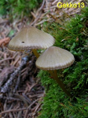 Mycena_viridimarginata3.JPG
