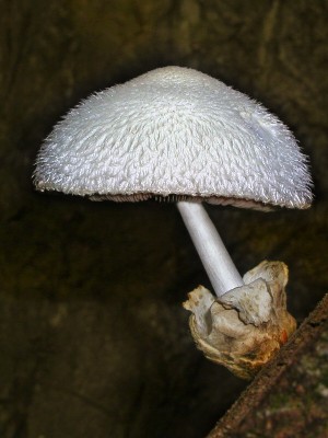 P1010069.jpg