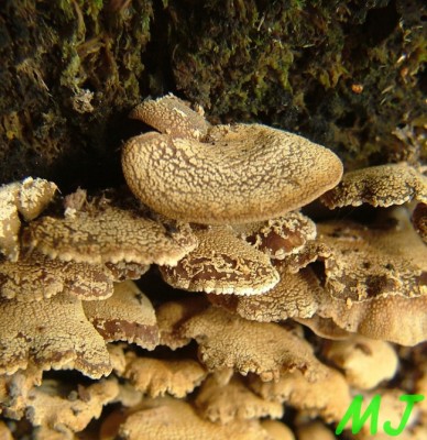 Pareznik obecny_Panellus_stypticus1.jpg