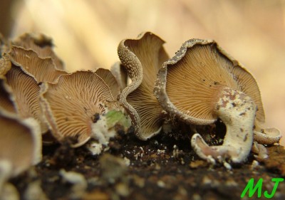 Pareznik obecny_Panellus_stypticus2.jpg