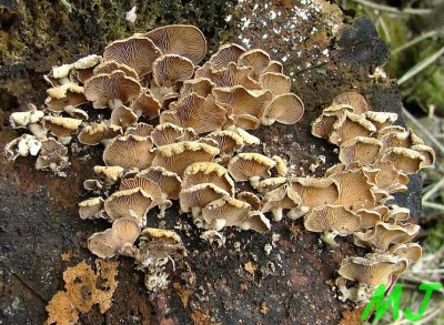 Pareznik obecny_Panellus_stypticus.jpg