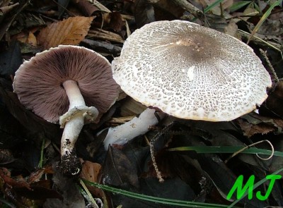 Pecarka_perlickova_Agaricus_placomyces.jpg