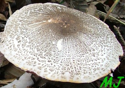 Pecarka_perlickova_Agaricus_placomyces (2).jpg