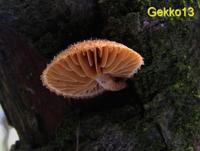 Phaeomarasmius erinaceus1.jpg