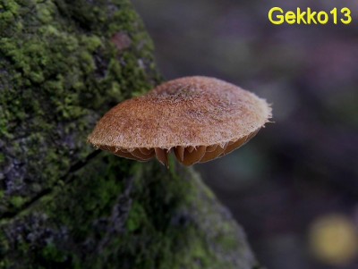 Phaeomarasmius erinaceus2.jpg