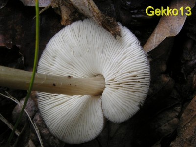 Pluteus luctosus2.jpg