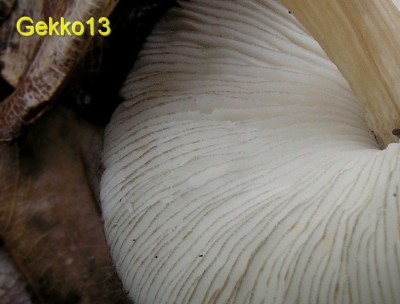 Pluteus luctosus3.jpg