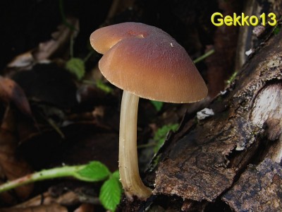 Pluteus luctosus.jpg