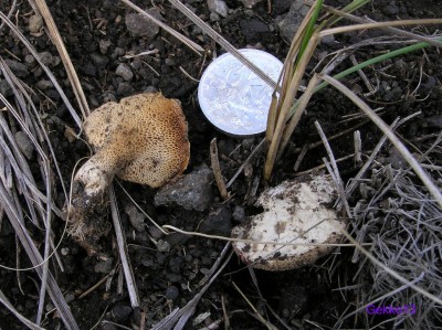 Polyporus_rhizophilus.JPG