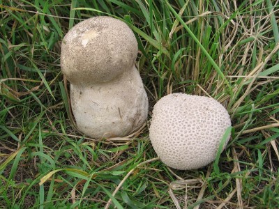 Pychavka_dlabana_Handkea utriformis.jpg