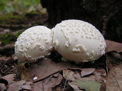 pychavka_zavojova3.jpg
