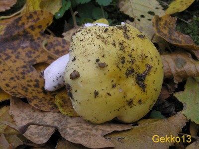 Russula_acetolens2.JPG