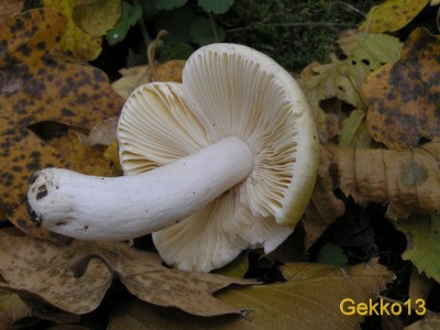 Russula_acetolens.JPG