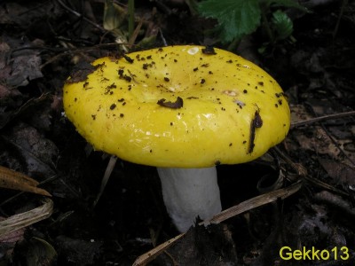 Russula_claroflava3.JPG