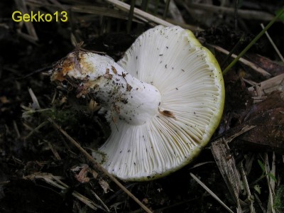 Russula claroflava6.JPG