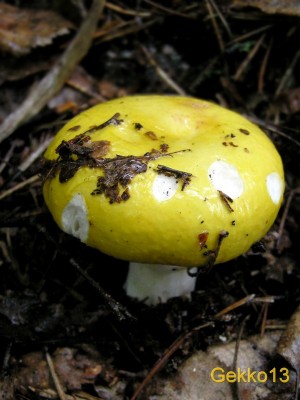 Russula_claroflava.JPG