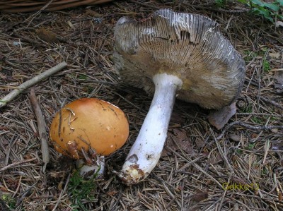 RUSSULA_DECOLORANS.JPG