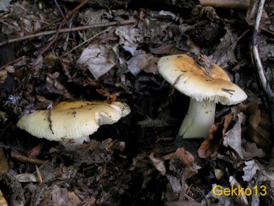 Russula_fellea2.JPG