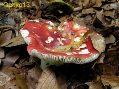 Russula_mairei3.JPG