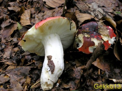 Russula_mairei.JPG