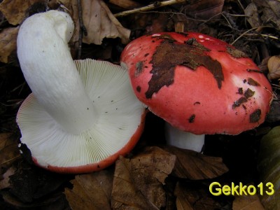 Russula nobilis.jpg