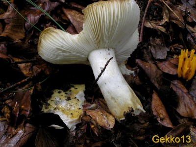 Russula_ochroleuca2.JPG