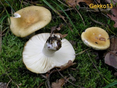 Russula_ochroleuca.JPG