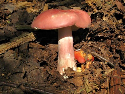 Russula rosea1.jpg