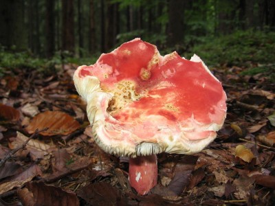 Russula rosea.jpg