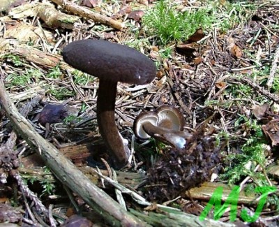 Ryzec_cernohlavek_Lactarius_lignyotus.jpg