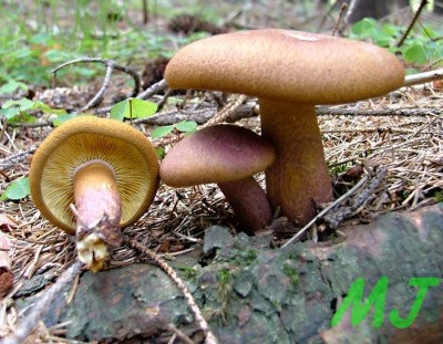Safranka_cervenozluta_Tricholomopsis_rutilans1.jpg