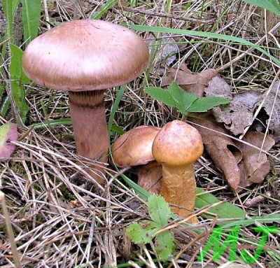 Slizak_lepkavy_Gomphidius_rutilus.jpg