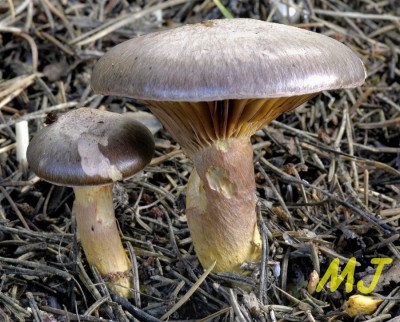 Slizk lepkav - Gomphidius rutilus (1).jpg