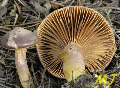 Slizk lepkav - Gomphidius rutilus (7).jpg