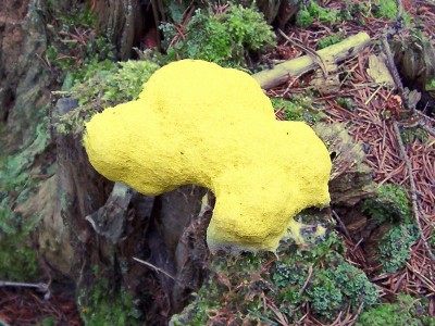 slizovka_praskovita003.jpg