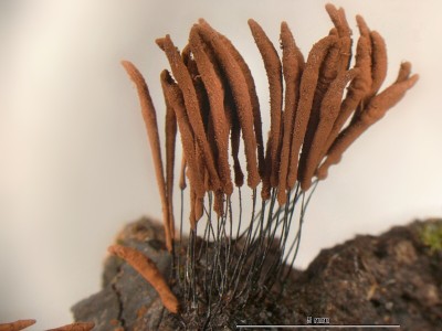 stemonis2_129.jpg