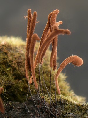 stemonis4_156.jpg