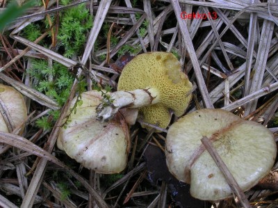 Suillus_flavidus2.JPG