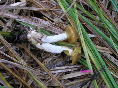 Suillus_flavidus.JPG