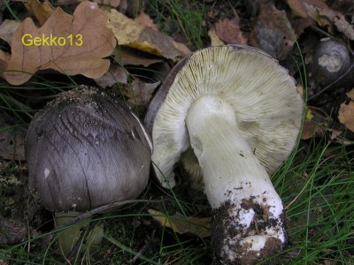 Tricholoma portentosum1.JPG