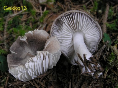 Tricholoma terreum2.JPG