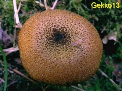 Tricholomopsis decora3.jpg