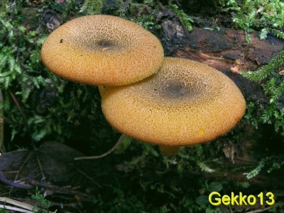 Tricholomopsis decora.jpg